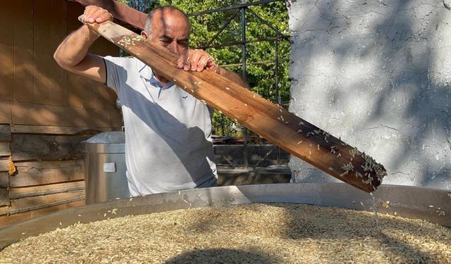 Kastamonu'da 12 bin yıllık hasat tamamlandı (görüntülü haber)