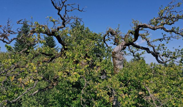 Kastamonu'da tam 500 yıllık: Meyve vermeye devam ediyor