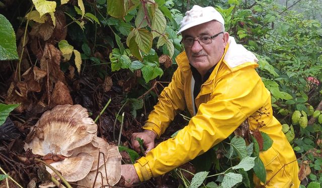 Kastamonu'da yağış sonrası mantar sezonu başladı