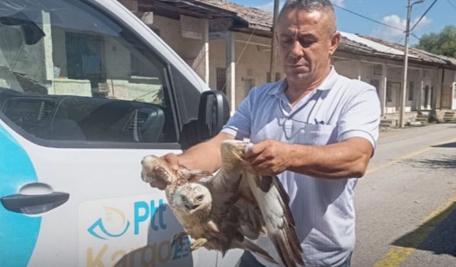 Kastamonu’da yaralı halde bulundu