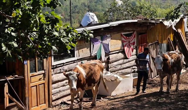 Kastamonu'nun 4 köyünde 12 aileye süt sığırcılığı desteği sağlandı