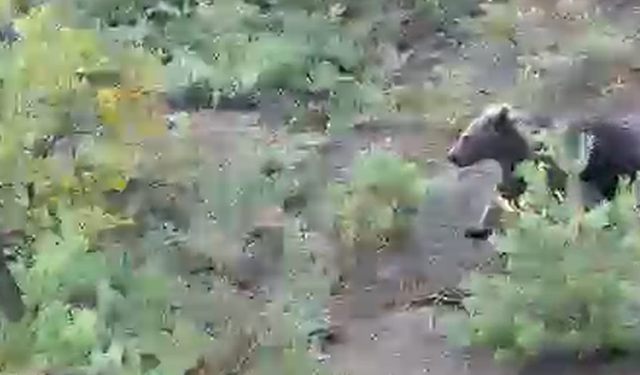 Kastamonu'nun ilçesinde iki ayı görüntülendi