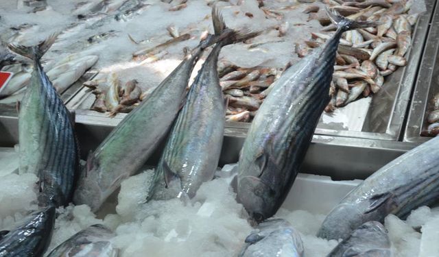 Kastamonu'nun komşu ilinde torik bolluğu: Tanesi 800 Lira!