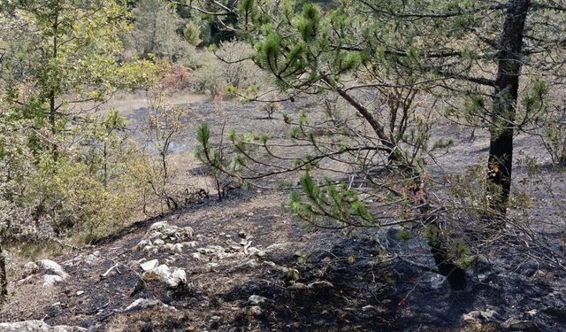 Son Dakika: Azdavay’da Orman Yangını Kontrol Altına Alındı