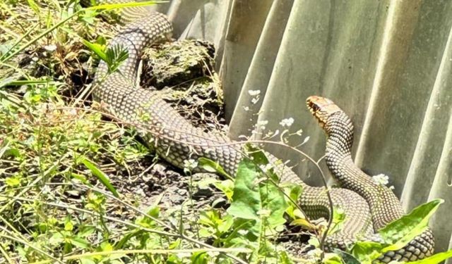 Kastamonu'da Görülen 2 Metrelik Yılan Korkuttu