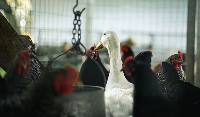 Almanya’da Kuş Gribi Krizi: 500 Binden Fazla Hayvan Telef Edildi, Vaka Sayısı Artıyor