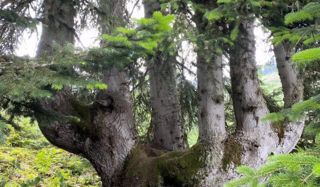 Hanönü ile Ayancık arasında yer alıyor: 'Allah' lafzı ile dikkat çekiyor!