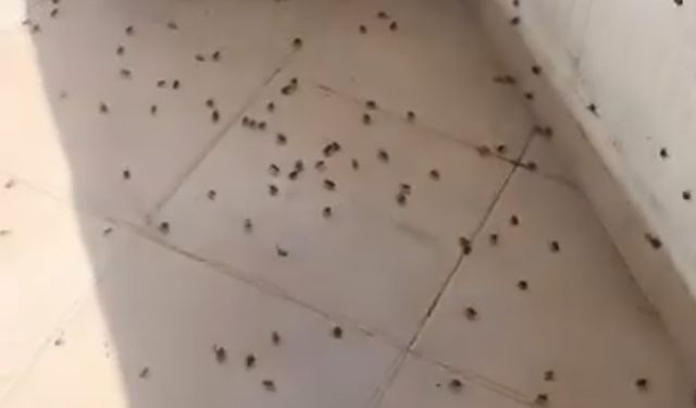 Kahverengi kokarca istilası vatandaşı canından bezdirdi