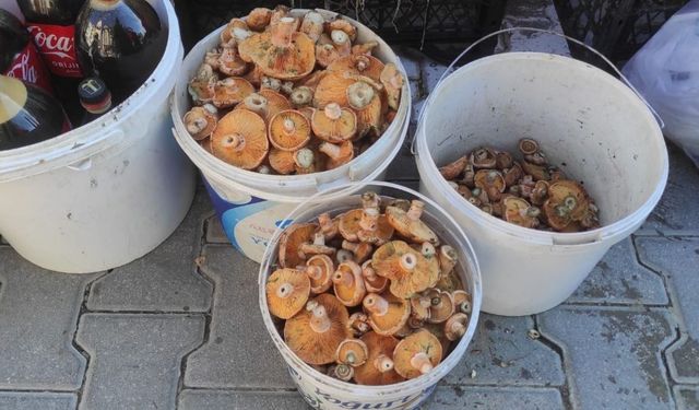 Kastamonu’da kovalar dolusu kanlıca: Fiyat düştü
