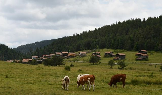 Kastamonu'da yaylalar güzelliğiyle mest ediyor