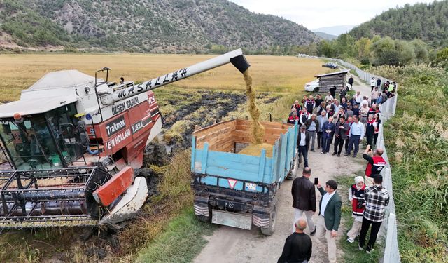 Kastamonu'da 220 dekar alanda çeltik hasadı yapıldı
