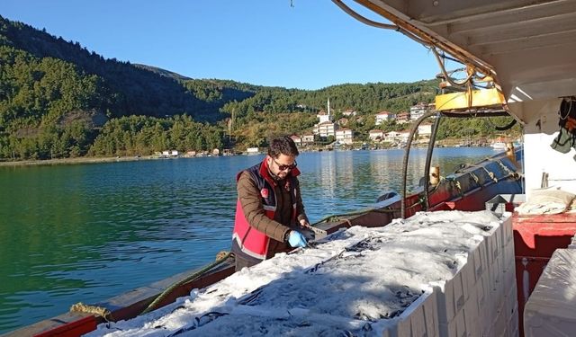 Kastamonu'da Tonlarca Hamsi Denetimden Geçti