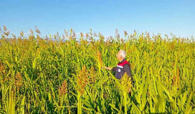 Kastamonu’nun ilçesinde hasat kontrolleri yapıldı