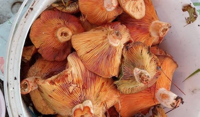 Kastamonu'nun ilçesinde kanlıca mantarı pazarı şenlendirdi