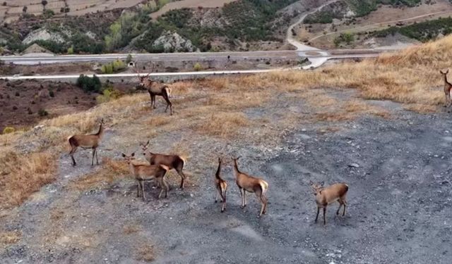 Kızıl Geyiklerin Özgür Dünyası Hanönü’de Dronla Kayıtlara Geçti