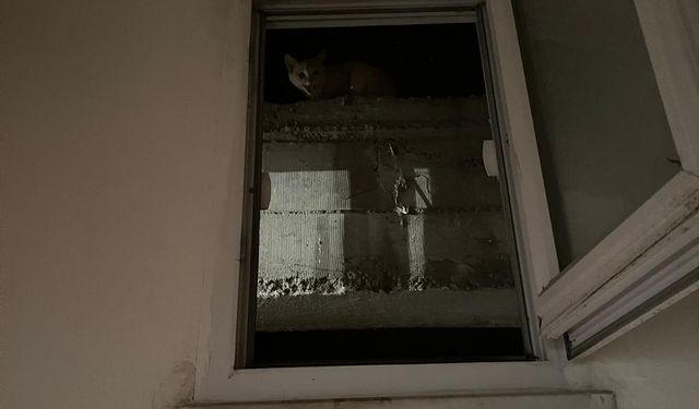 Taşköprü İtfaiyesi mahsur kalan kediyi kurtardı