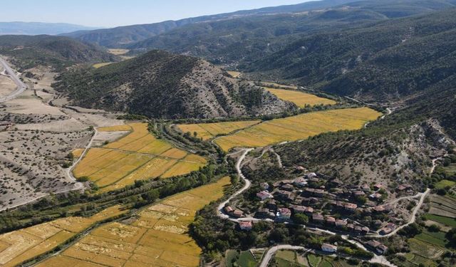 Tosyalılar durumdan rahatsız: Tosya pirinci risk altında mı?