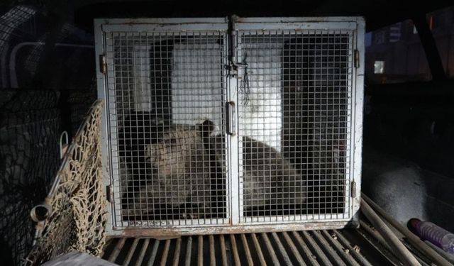 Kastamonu’da Annesiz Kalan Yavru Ayılar Koruma Altına Alındı