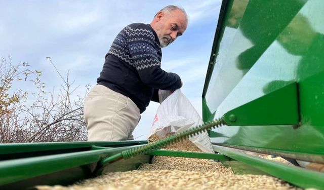 Kastamonu’da 12 Bin Yıllık Miras: Siyez Buğdayı Toprakla Buluştu