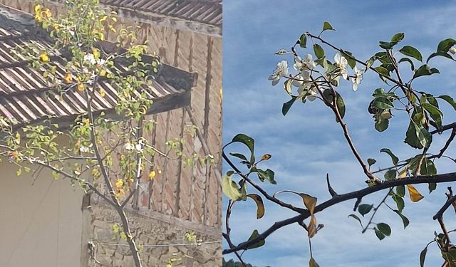 Hanönü’de Sürpriz Manzara: Armut Ağacı Kasımda Çiçeklendi