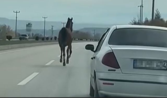 Dikkat karayolunda at var: Kastamonu'da başı boş at şaşkınlığı!