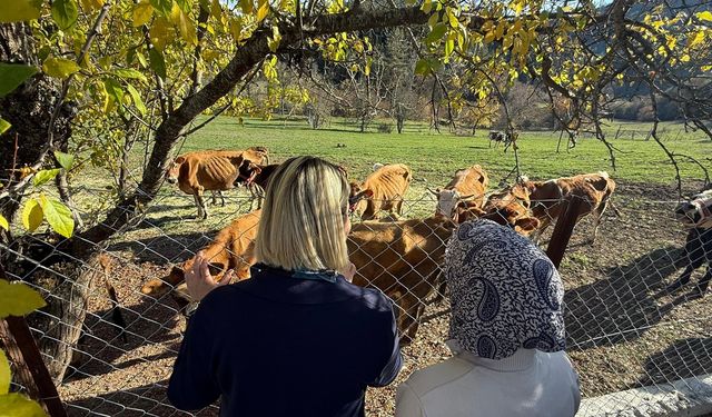 Kastamonu’da 5 inekle başladı, şimdi 40 ineği var