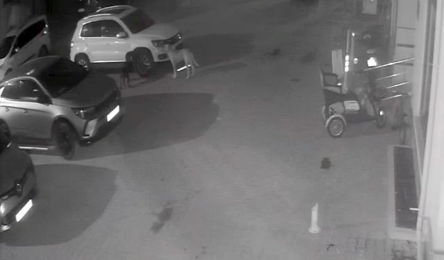 Kastamonu'da ikinci kez mağdur oldu! Köpekler aracı parçaladı: O anlar kamerada!