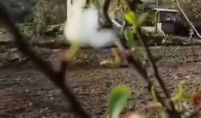 Kastamonu'da Kasım ayında çiçek açan ağaç şaşırttı
