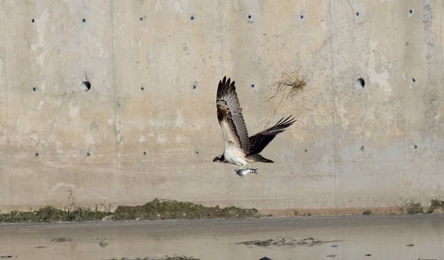 Kastamonu'nun ilçesinde avlanan balık kartalları görüntülendi
