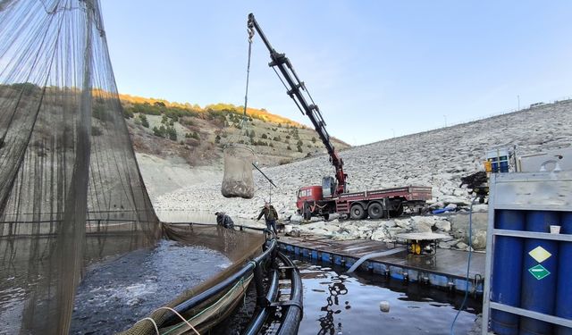 Taşköprü, sarımsaktan sonra balıkta da söz sahibi: Kastamonu’dan 650 ton alabalık sevk edildi
