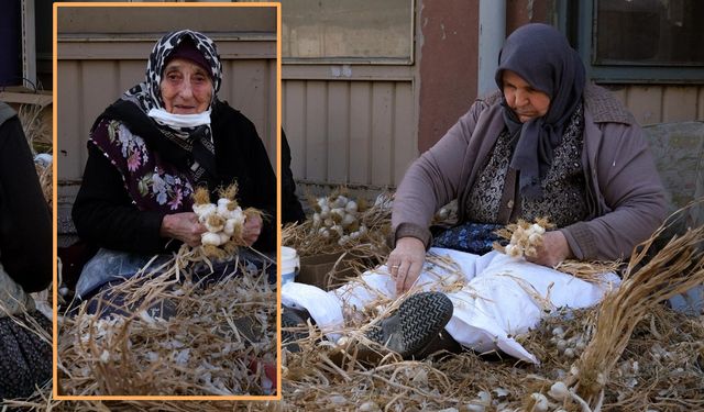 Taşköprü’de 'Beyaz Altın' Mesaisi: Sarımsakta Geleneksel 'Sıvama' Zamanı