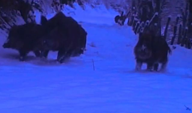 Yaban hayvanları Küre Dağları Milli Parkı'nda görüntülendi