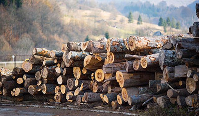 Kastamonu’da orman üretimi tehlikede: “Emeğimiz Hiçe Sayılıyor”