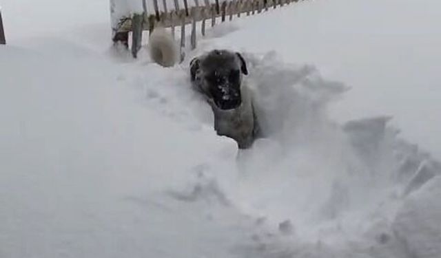 Kastamonu'nun ilçesinde kar kalınlığı 2 metreye ulaştı