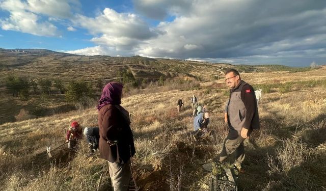 Taşköprü’de Ağaçlandırma Mesaisi: OBM Müdürü Sahada İnceleme Yaptı