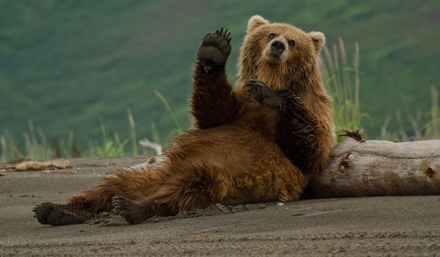 Kastamonu’da Ayılar Uyumamakta Israrlı!