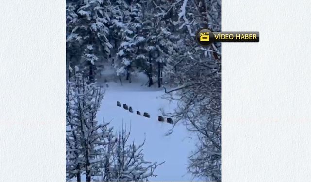 Kastamonu’da Yerleşim Yerlerine Yakın Domuz Sürüsü Görüntülendi