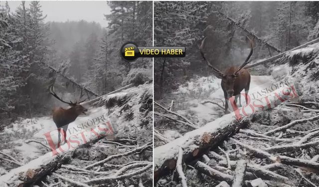 Kastamonu’da kızıl geyik görüntülendi
