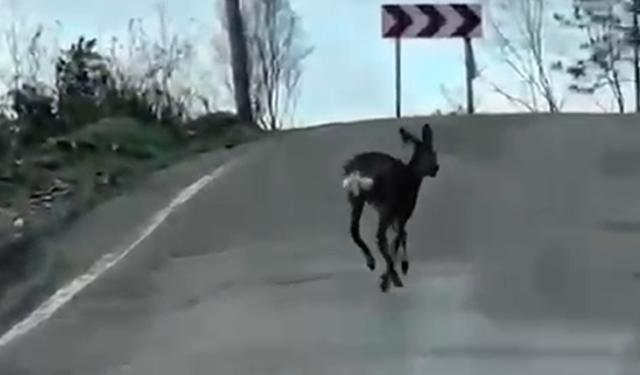 Kastamonu Yolunda Karaca Sürprizi