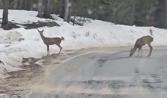 Kastamonu Yolunda Karacalar Görüntülendi