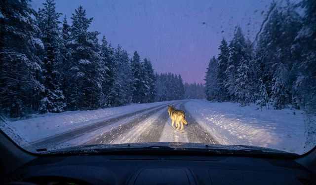 Kastamonu'da Aç Kalan Kurt Yola İndi