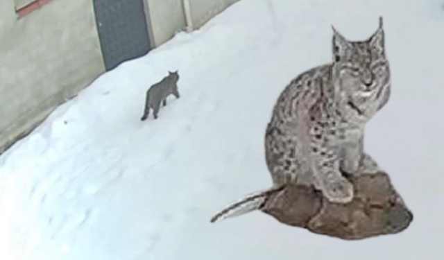 Kastamonu’da Vaşak Bu Kez Köy İçinde Görüntülendi