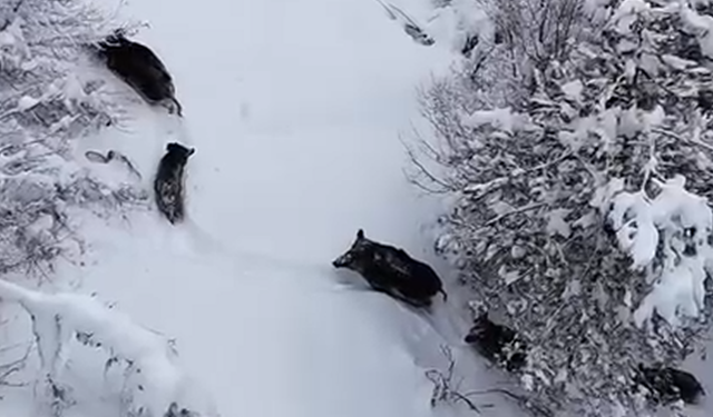 Kastamonu'nun İlçesinde Yoğun Kar Yaban Hayatını Yüzeye Çıkardı