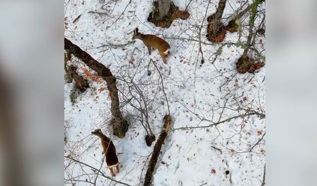 Kastamonu'da Kar Altında Doğal Yaşam: Karacalar Dronla Görüntülendi