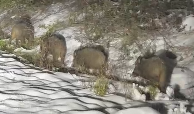 Karla Kaplı Arazide Yaban Domuzları Görüntülendi