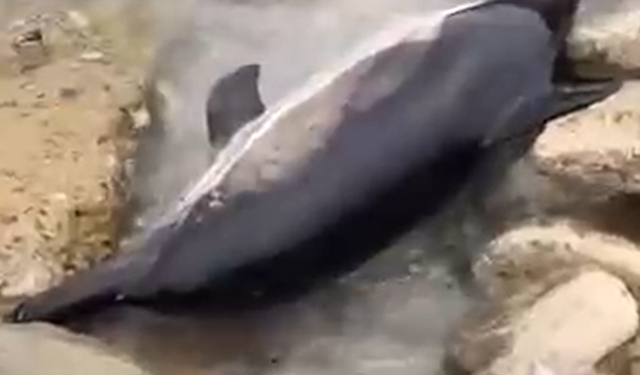 Çatalzeytin’de Ölü Yunus Kıyıda Bulundu