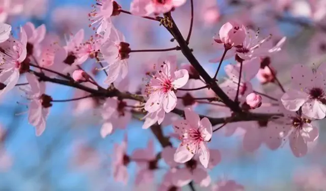 Son Cemre toprağa düştü: Baharın habercisi doğa ile buluştu