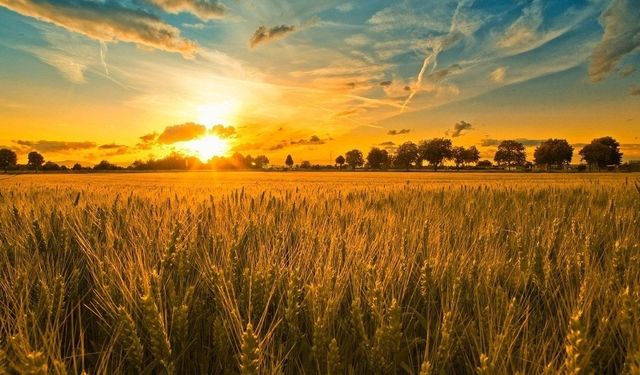 Devrekani’de çiftçilere kritik uyarı: Listeler askıya çıktı