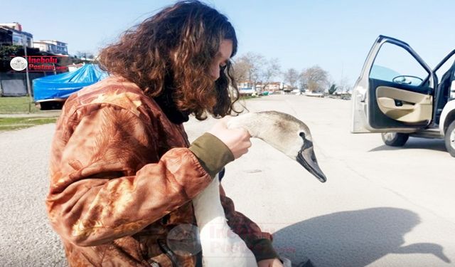 İnebolu’da Doğaya Sahip Çıkan Örnek Davranış: Yaralı Kuğu Emin Ellerde