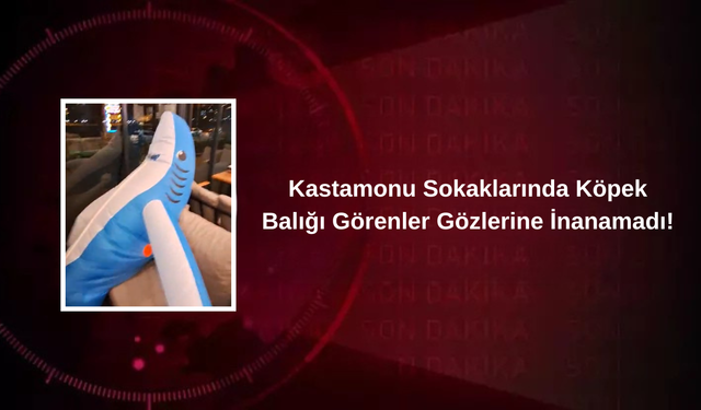 Kastamonu'nun İlçesinde Köpek Balığı Görenler Gözlerine İnanamadı!